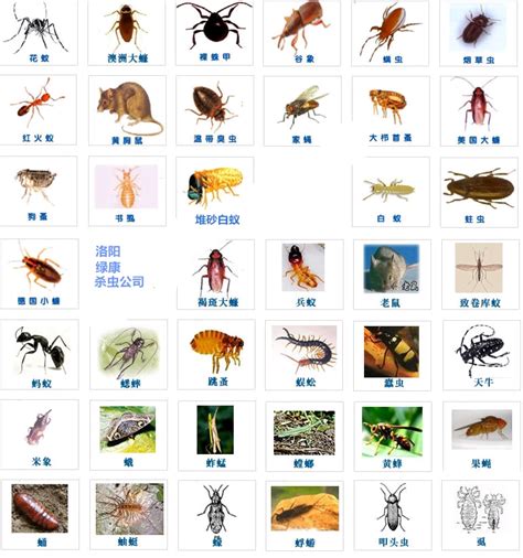 家裡有蟲叫聲|【家居昆蟲】認識家居常見昆蟲及天然驅蟲方法 消滅。